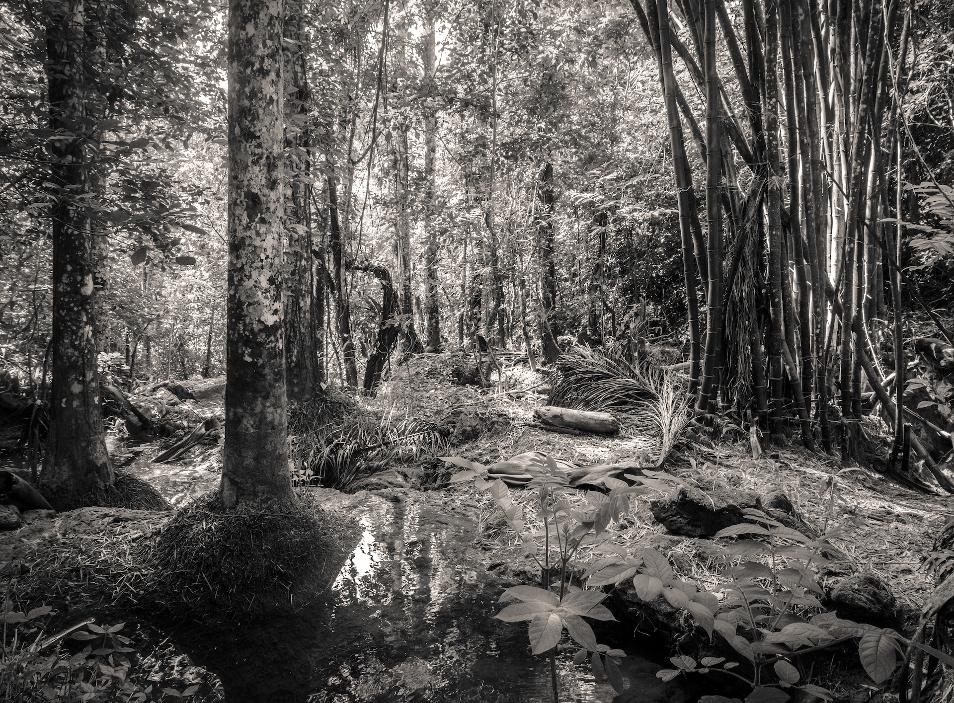 11 Carla Vermeend-Rainforest