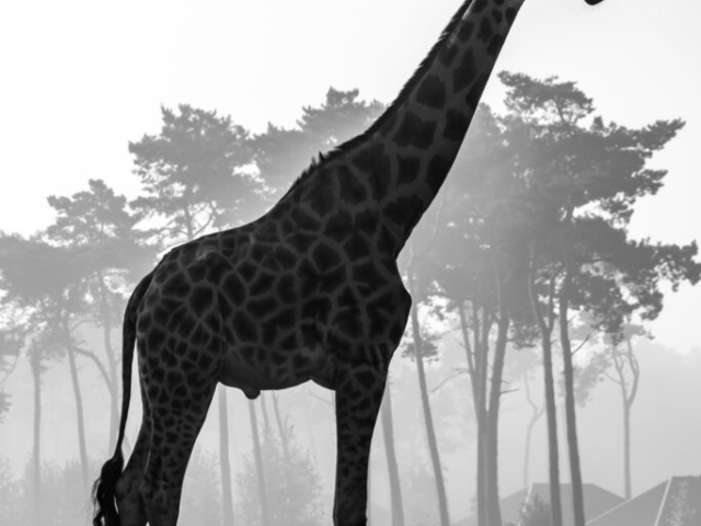Jorg Kerklaan – Giraffe in de ochtenddauw