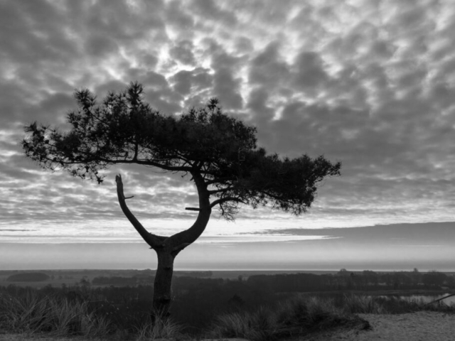 Floris Lonesome Tree, The Machine