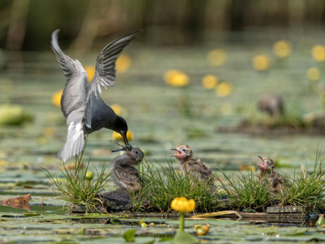Mieke Geurts - 1e plaats Natuur en Landschap