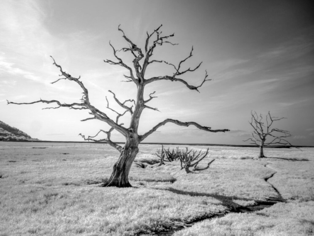 Frans Sanders - Bomen op zilte zeegrond - 3d plaats Natuur en Landschap